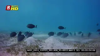 A Wide shot of a school of Surgeonfish, Acanthurus sp hunting for food on the sea…