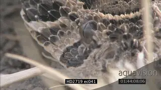 Puff Adder in the grass, XCU on face