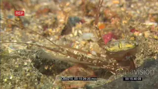 Mantis shrimp feeding UW