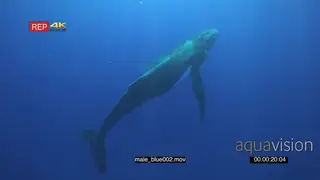 Male Humpback whale bull in deep blue ocean GENERAL BEHAVIOUR UW