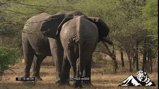 Royalty Free : Two [2] Fighting Elephant bulls chase Lion pride away