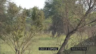 Lioness hunting stalking herd of Giraffes WS FAILS