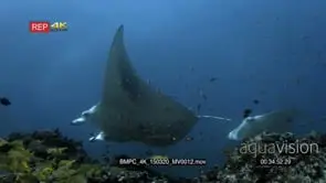 WS to CU of cleaning station covered in fish while a reef manta mouth and gills open.