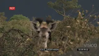Giraffe standing on bushveld looking at camera WS ZI CU FOCUS PULL HAND