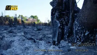 Charcoal production and fire cleared farm land help fields to be ready for seeding for.