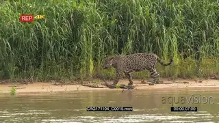 Jaguar (Panthera onca) yawning while hunting along riverbank, in the Pantanal wetlands.