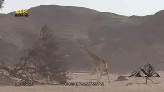 Giraffe walking alongside springbok herd DRY LS