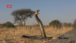 Aggressive snouted cobra strikes front of camera