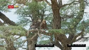 Bateleur pair in tree