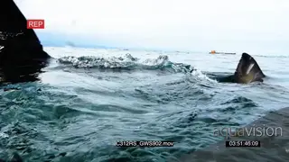 Great White shark hunting swimming past camera AW TOPSIDE