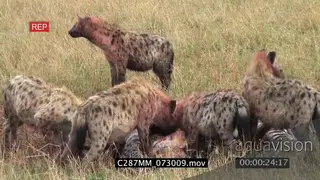 Spotted hyenas clan feeding on a zebra TU PAN a zebra running pass the clan while the are.