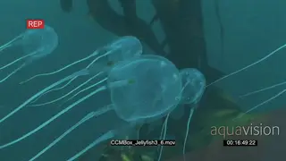 Box Jellyfishes swimming underwater in ocean MCU PAN