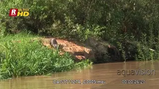Giant river otter climbing on riverbank and starts scent marking around a bush