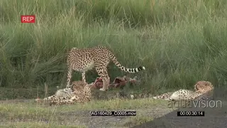 Cheetah (Acinonyx jubatus) female with two cubs eating from kill