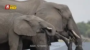 Young calves and adult African Elephant standing and courtship display of them drinking.