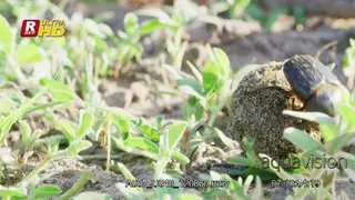 Dung Beetle turning and rolling a dung ball using its hind legs.