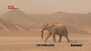 Desert elephant bull walking in Hoanib desert with wind blowing sand