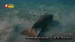 Dugong turns trying to to rid itself of remora