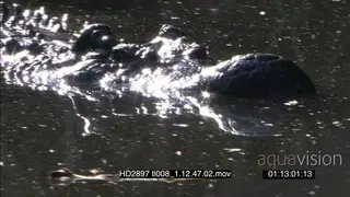Nile Crocodile swimming towards camera, then turns slightly, camera pans side profile, CU