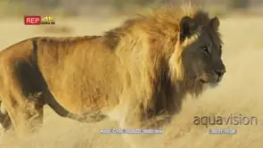Male lion walking through savanna