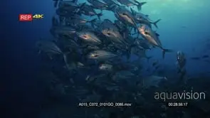 Medium wide shot of a large school of bigeye trevally, bigeye jacks swirling in a…