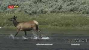 elk calves and females running in water GENERAL BEHAVIOUR