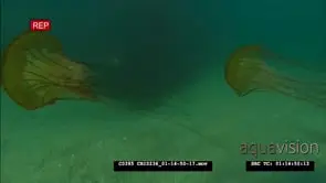Pacific sea nettle jellyfish swimming