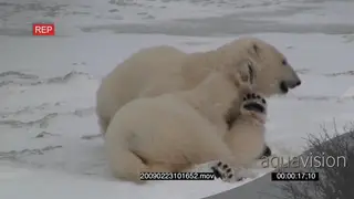 Pair of polar bears play fighting chasing each other around