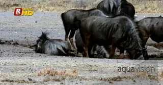 Blue wildebeest herd at water point two rolling in the mud.