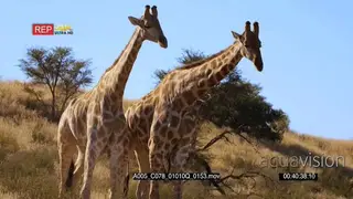 close up shot of two giraffe knocking with their necks and shoving with their hips.