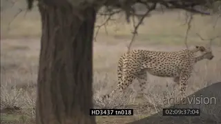 Cheetah patrolling for a prey to hunt PROFILE PAN