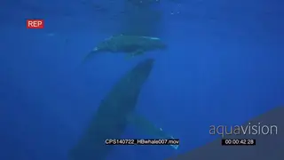 Humpback Whale mother and calf near surface with divers UW 2S MWS HAND
