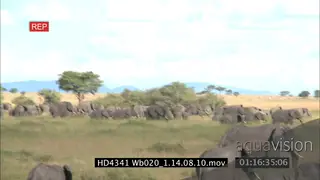Massive African Elephant herd with calfs walking across feeding defecating general.