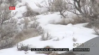 Gray Wolf walking looking around and searching on snowy prairie LS PAN