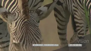 A zebra foal grazing together with the mother CU PAN