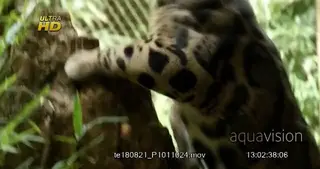 Clouded Leopard climbing a tree, walking and scouting from a high angle.