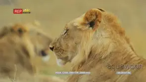 Two young male lions resting