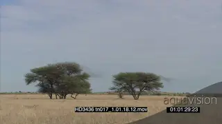 Scenic Savannah Swarm of Locusts flying around over bushes