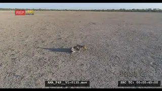 Aerial Drone shot Black-backed jackal scavenging on carcass