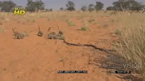 Mob of Meerkats gather, walking and following a Cape cobra that crawling into a long dry.