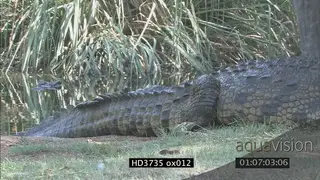 Crocodile splashes in water, biting something, feeding, swims, emerges, lays on bank