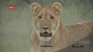 African Lioness walking on grassland and lays down looking towards the Camera GOOD LIGHT
