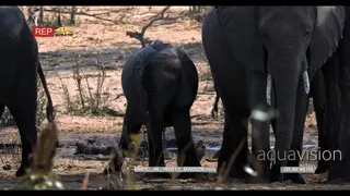 African elephants family at a water point CU