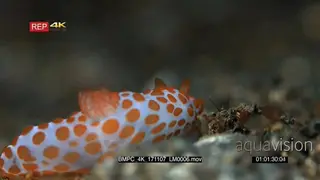 Close up of a cute white nudibranch with orange dots.