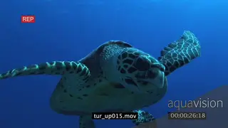 Hawksbill Sea Turtle swimming underwater in ocean passing by school of Black.