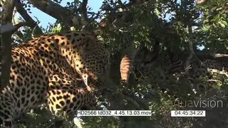 Leopard stand off fighting over carcass in tree as 1 leopard escapes runs down tree
