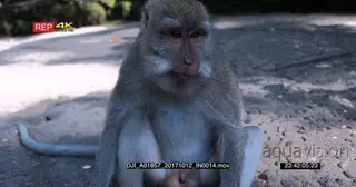 CU of the whole body of Balinese long tailed monkey eating a sweet potato using its hand.