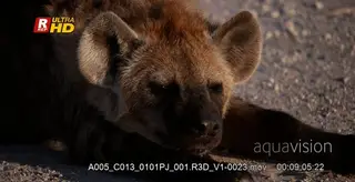 Spotted hyena laying down, ruminating and looking around.