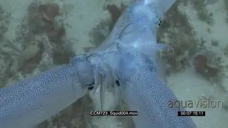 Three Chokka Squids swimming and mating underwater in ocean, underwater.