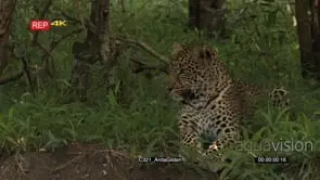 Leopard portrait in forest looking around